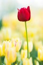 Red tulip