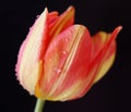 Red Tulip