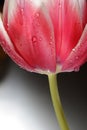 Red Tulip Royalty Free Stock Photo