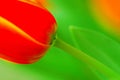 Red tulip Royalty Free Stock Photo