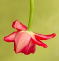 Red tulip baby cradle Royalty Free Stock Photo
