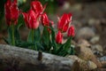 Red tulip background. Beautiful tulips in the meadow. Flowerbed with flowers. Tulip close-up. Red flower Royalty Free Stock Photo