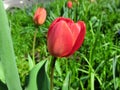 Red tulip on the background of green foliage