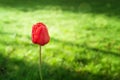 Red tulip on a background of green grass in the morning sun and dew.