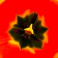 Red tulip background