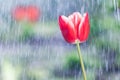 Red tulip on the background of tracks of rain drops Royalty Free Stock Photo