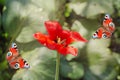 Red tulip on a background of unfocused green leaves and a butterfly with a peacock eye. Selective focus, spring concept Royalty Free Stock Photo