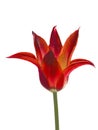 Red tulip Ballerina with sharp leaves in the sun isolated on white