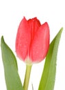 Red Tulip Royalty Free Stock Photo