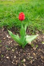 Red tulip blooming in the garden on a sunny spring day with a landscape of green grass and blue sky. Fresh bright red tulip ready Royalty Free Stock Photo