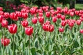 Red tulip