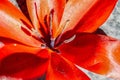 Red tulip blossom as a macro shot Royalty Free Stock Photo