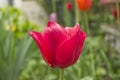 Red tulip blossom with blurry green background and tulips - Tulipa Royalty Free Stock Photo