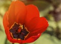 Red tulip blossom Royalty Free Stock Photo