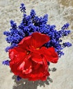 Red tulip and blue grapehyacinth