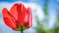 red tulip on blurred background blue sky, garden flower Royalty Free Stock Photo
