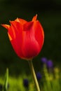 Red Tulip