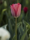 Red tulip