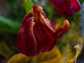 Red tulip on a blurry background Royalty Free Stock Photo