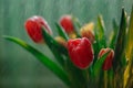 Red tulip in a bouquet of the same flowers. Water drops fall on the flowers Royalty Free Stock Photo