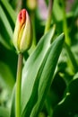 Red tulip bud Royalty Free Stock Photo