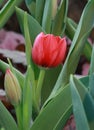 Red tulip bud Royalty Free Stock Photo