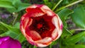 Red tulip bud close up in garden Royalty Free Stock Photo