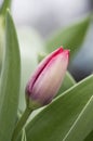 Red tulip bud Royalty Free Stock Photo