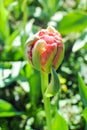 Red tulip bud