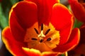 Red tulip bud core. Macro Royalty Free Stock Photo