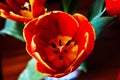 Red tulip bud core Royalty Free Stock Photo