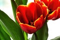 Red tulip bud core Royalty Free Stock Photo