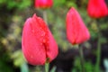 Red tulip bud with dew drops Royalty Free Stock Photo