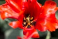 Red tulip bud inside closeup in garden Royalty Free Stock Photo