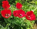 Red tulip bud photographed close-up on a background of green grass Royalty Free Stock Photo