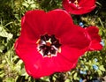 Red tulip bud photographed close-up on a background of green grass Royalty Free Stock Photo