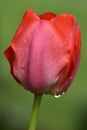 Red Tulip Bud with Rain Drops Royalty Free Stock Photo
