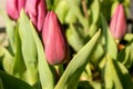 red tulip bud about to open Royalty Free Stock Photo