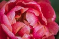 Red tulip `Burgundy lace` flower petals covered with raindrops Royalty Free Stock Photo