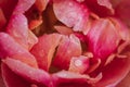 Red tulip `Burgundy lace` flower petals covered with raindrops Royalty Free Stock Photo