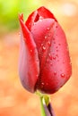 Red tulip close-up Royalty Free Stock Photo