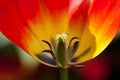 Red tulip close-up Royalty Free Stock Photo