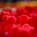 Red Tulip Close-up