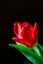 Red Tulip close-up on black background. Spring flower Royalty Free Stock Photo