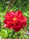 Red tulip in the spring garden in sunny day Royalty Free Stock Photo