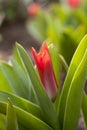 Red tulip close up blooming in spring Royalty Free Stock Photo