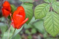 Red tulip close-up with copy space . Royalty Free Stock Photo