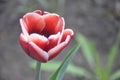 Red tulip close-up. Early Spring Royalty Free Stock Photo
