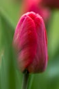 Red tulip close up Royalty Free Stock Photo