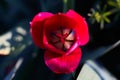 Red tulip close up, outdoors. Macrophotography of flower with pink petals and green leaves from above, , nature Royalty Free Stock Photo